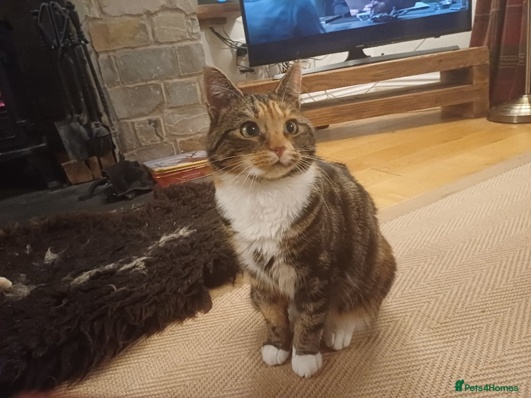 Mixed Breed cats for sale: Lovely and friendly sister cats - Advert 11