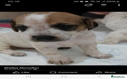 Mixed Breed dogs for sale: Beautiful puppies  - Image 11