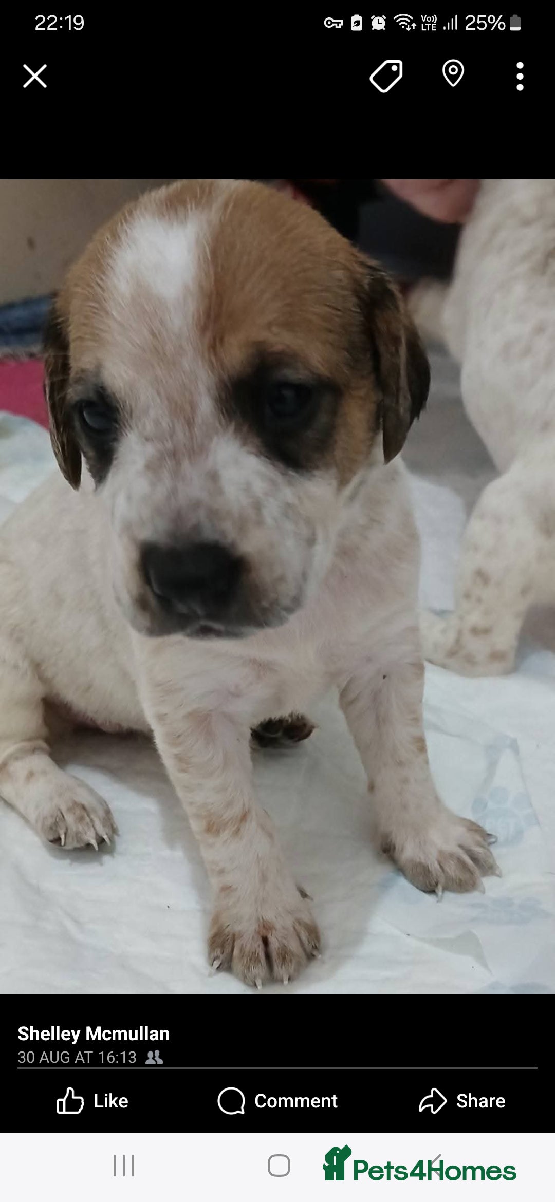 Mixed Breed dogs for sale: Beautiful puppies  - Image 11