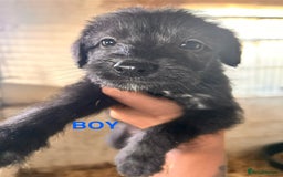 Mixed Breed dogs for sale: 10 Bedlington Whippet Puppies - 6 DOGS 4 BITCHES - Image 20