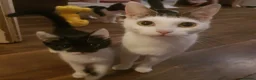 Mixed Breed cats for sale: Beautiful kittens ready for new loving homes  in London - Advert 5