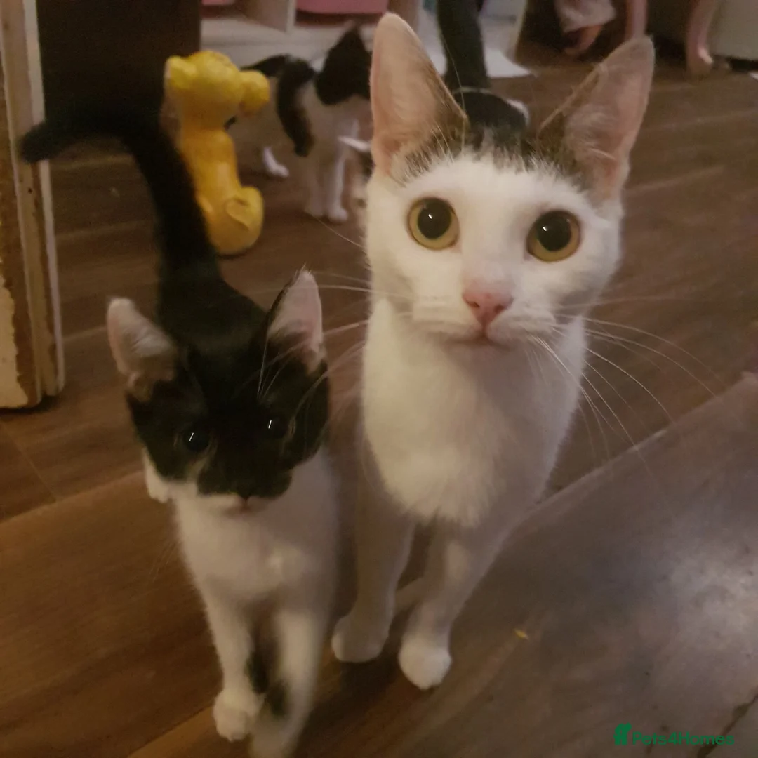 Mixed Breed cats for sale: Beautiful kittens ready for new loving homes  in London - Advert 5