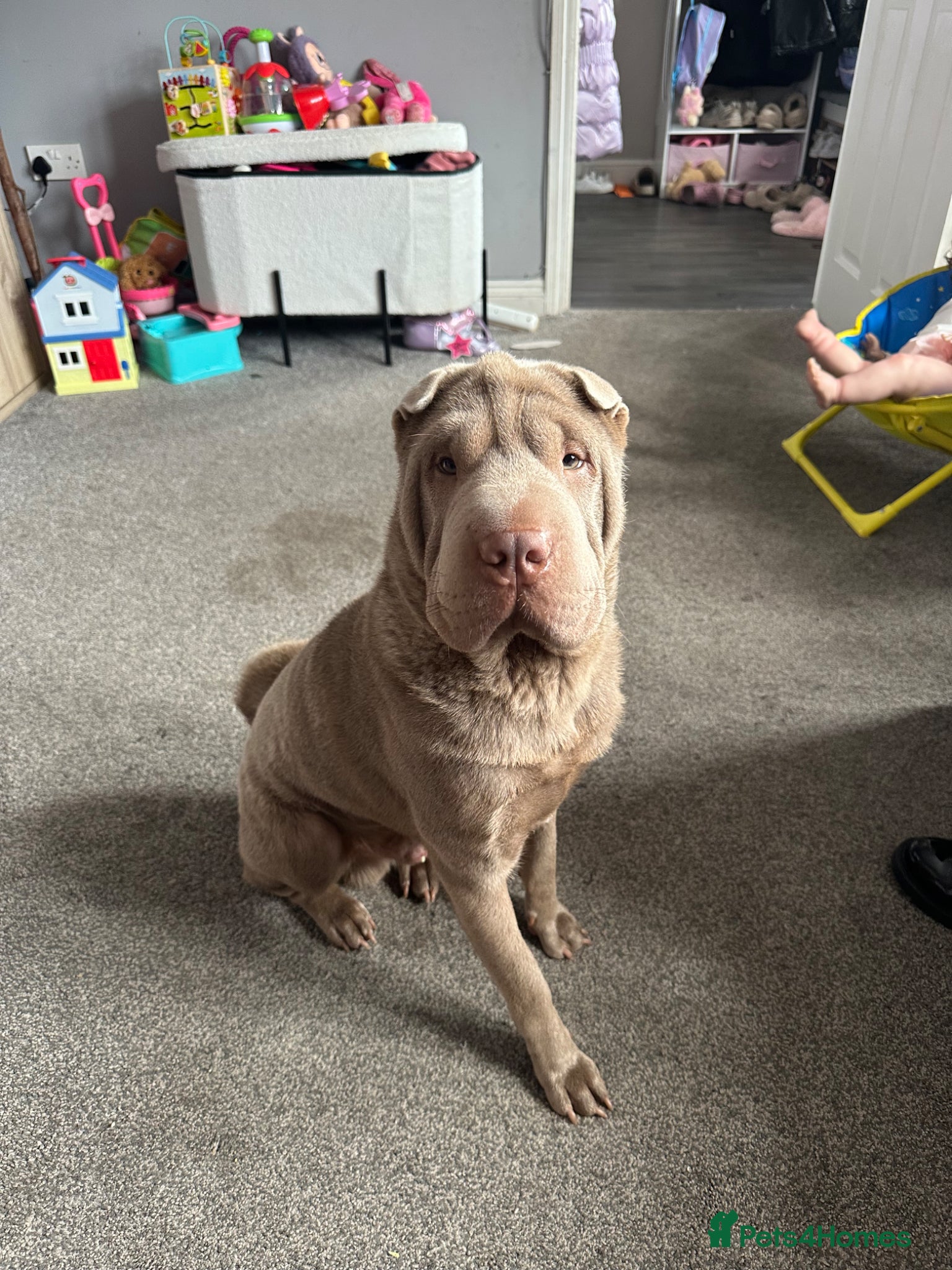 Shar Pei dogs Dougie  - Advert 3