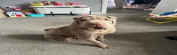 Shar Pei dogs for sale: Dougie  in Shrewsbury - Advert 1
