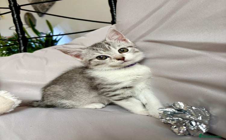 Mixed Breed cats - Advert 4