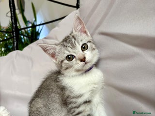 Mixed Breed cats - Advert 1