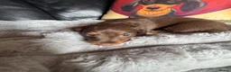Miniature Dachshund dogs for sale: Kc registered Miniature dachshunds  - Advert 26