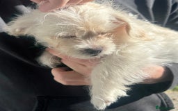 Mixed Breed dogs for sale: Beautiful Peekapoo’s very rare breed - Image 12