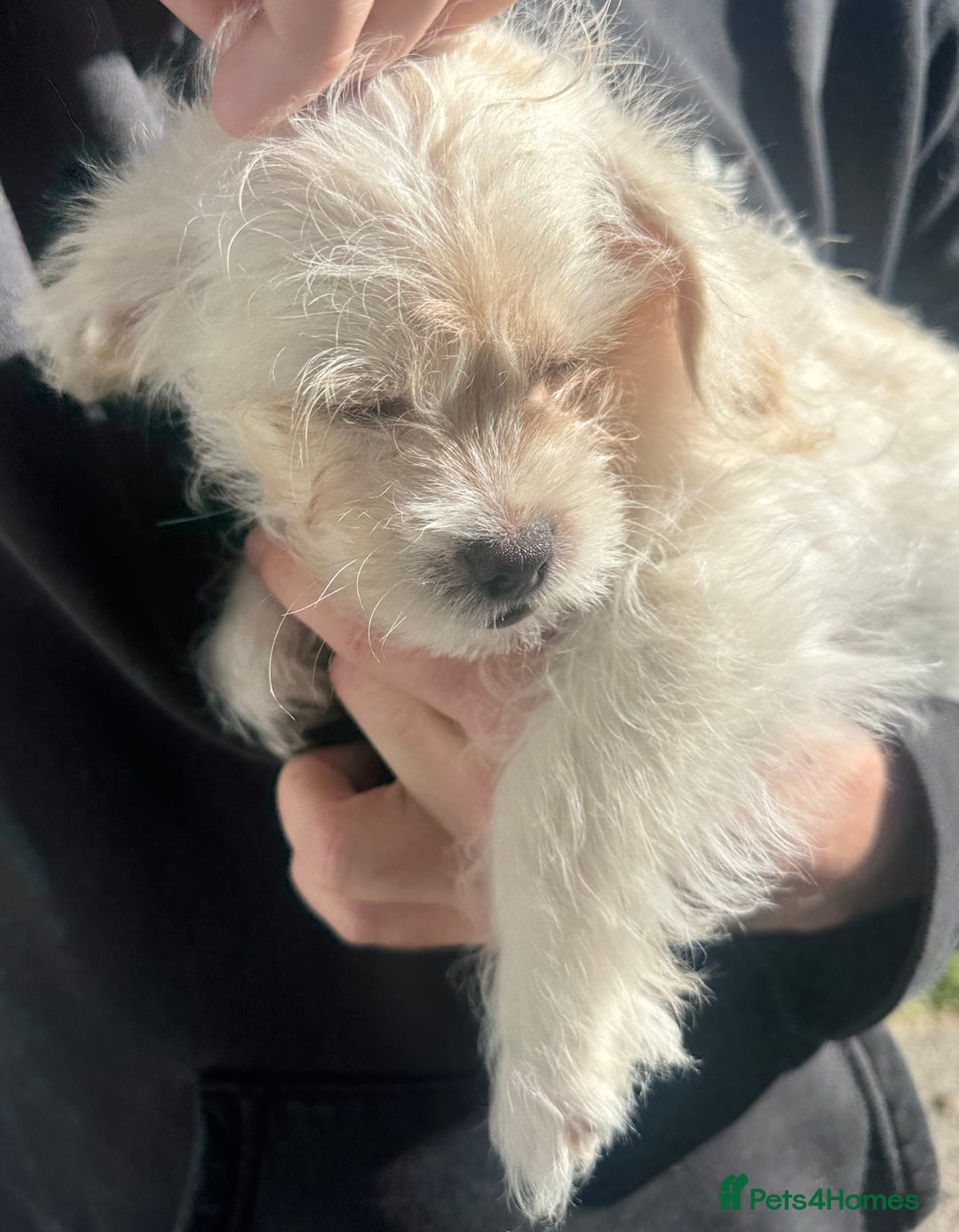 Mixed Breed dogs for sale: Beautiful Peekapoo’s very rare breed - Image 12