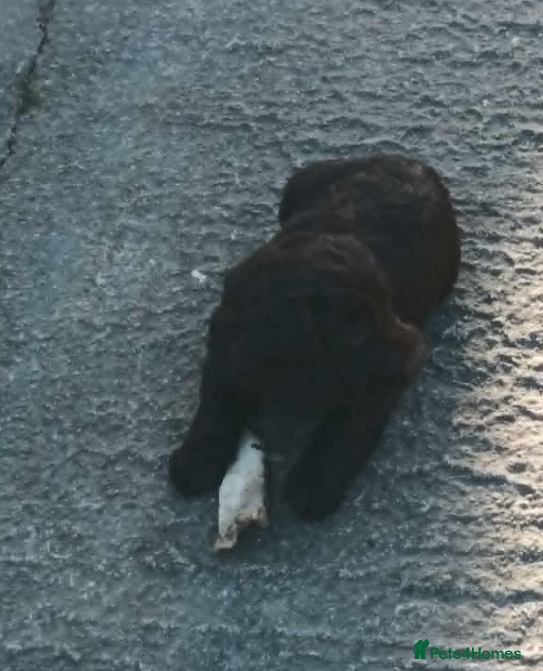 Cockapoo dogs for sale: CHOCOLATE COCKAPOOS FROM LICENCED BREEDER - Advert 7