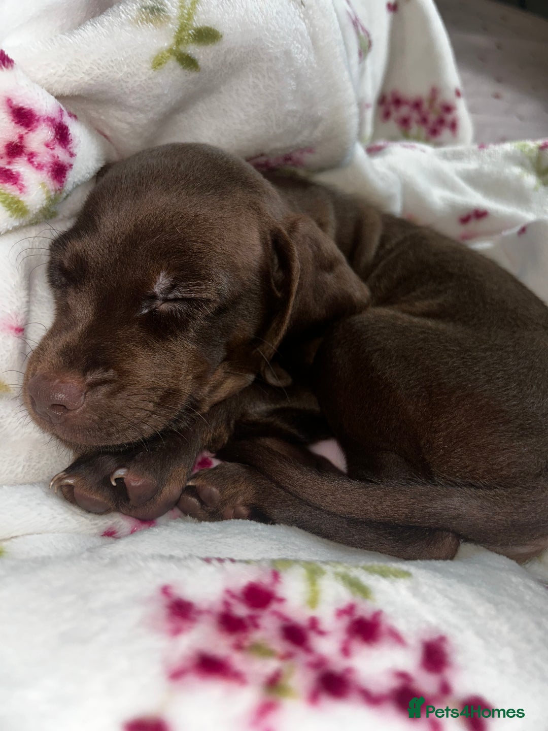 Mixed Breed dogs for sale: Puppy Lakeland terrier X English Springer Spaniel  - Advert 2