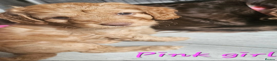 Cockapoo Puppy 1