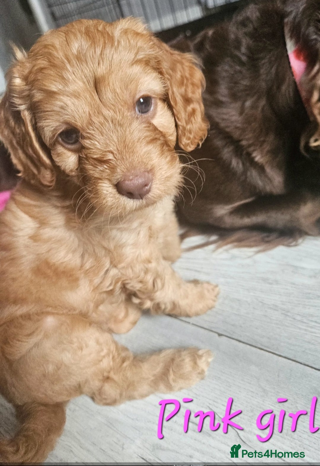 Cockapoo dogs for sale: Beautiful F2 cockapoos  - Image 3