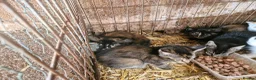 Mixed Breed cats for sale: Semi tame farm kittens  - Advert 6