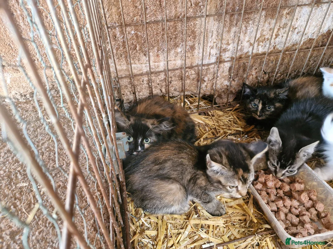 Mixed Breed cats for sale: Semi tame farm kittens  - Advert 6