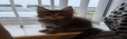 Maine Coon cats for sale: Last 2 female full Maine coon kittens  - Advert 2