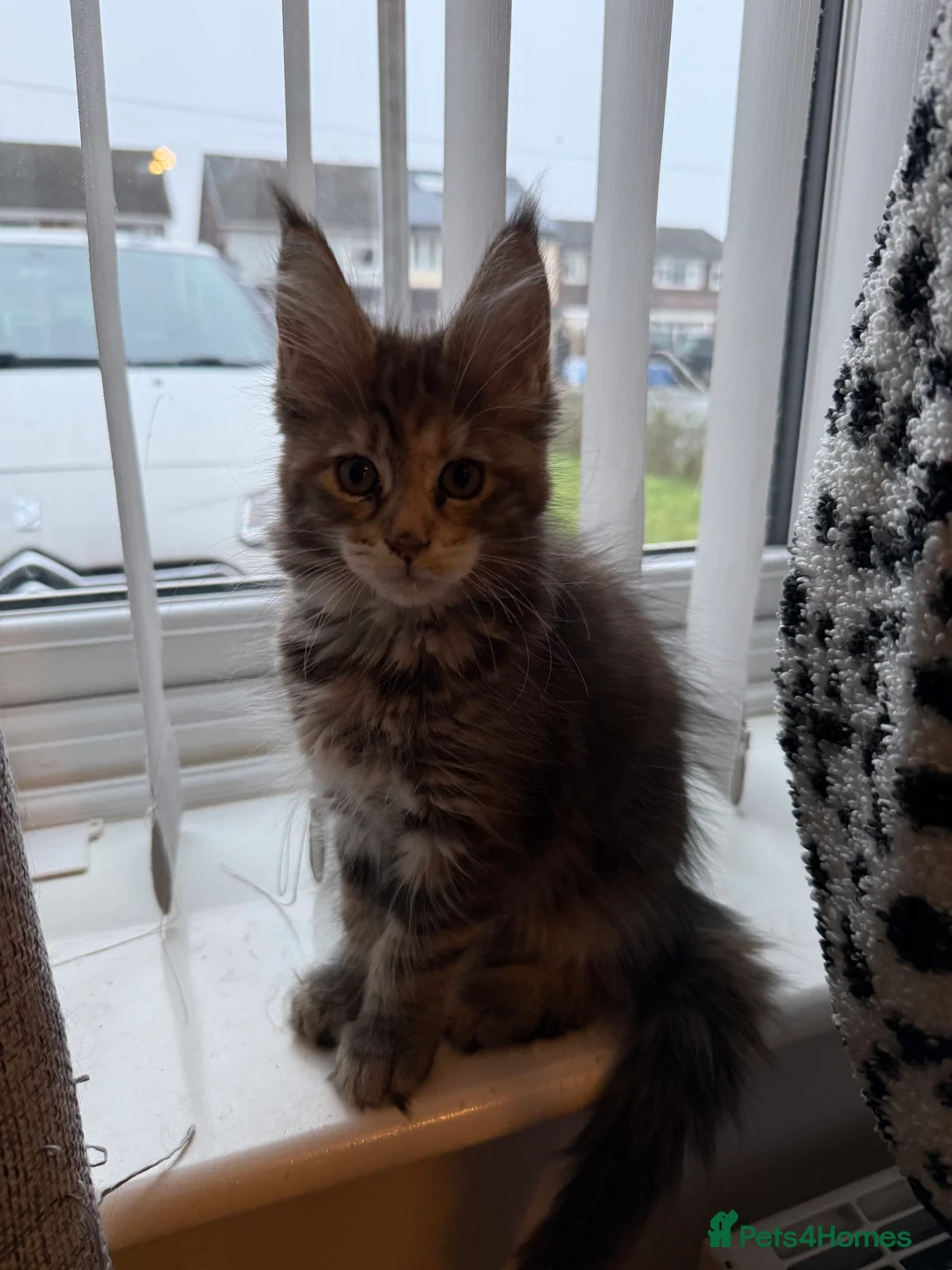 Maine Coon cats for sale: Last 2 female full Maine coon kittens  - Advert 2
