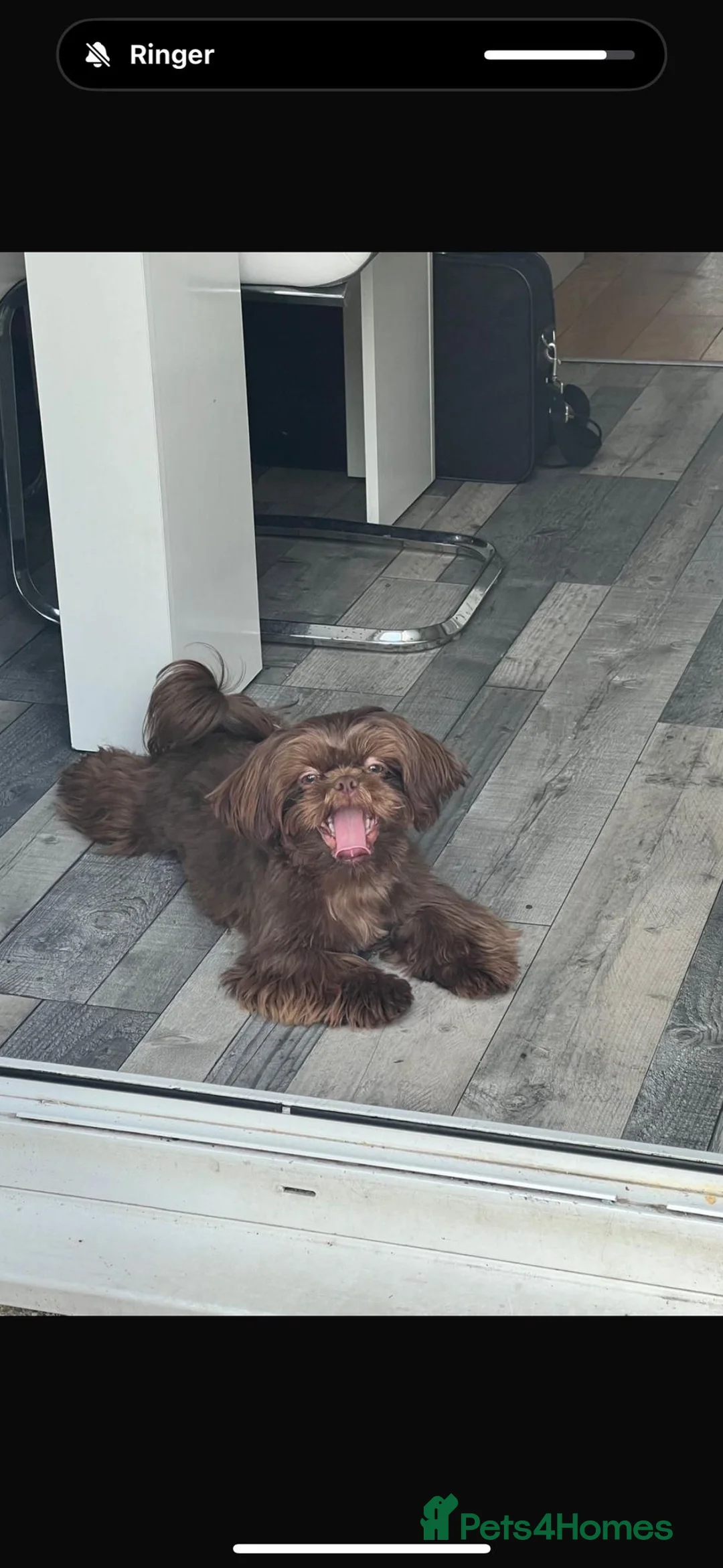 Shih Tzu dogs for sale: CHOCOLATE KC REG IMPERIALS BEST LINES 2 girls left - Advert 15