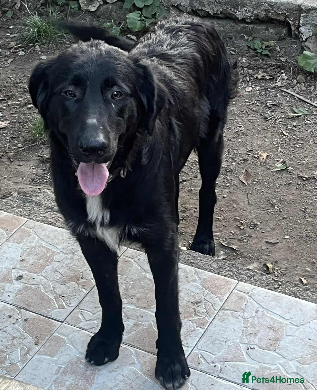 Mixed Breed dogs Adopt beautiful Basil and George !  - Advert 21