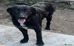 Mixed Breed dogs for adoption: Adopt beautiful Basil and George !  - Image 1