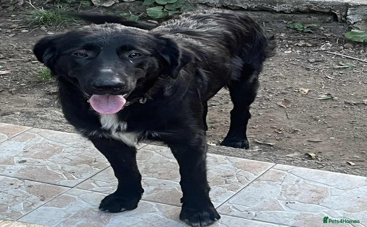 Mixed Breed dogs - Advert 2