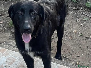 Mixed Breed dogs - Advert 1