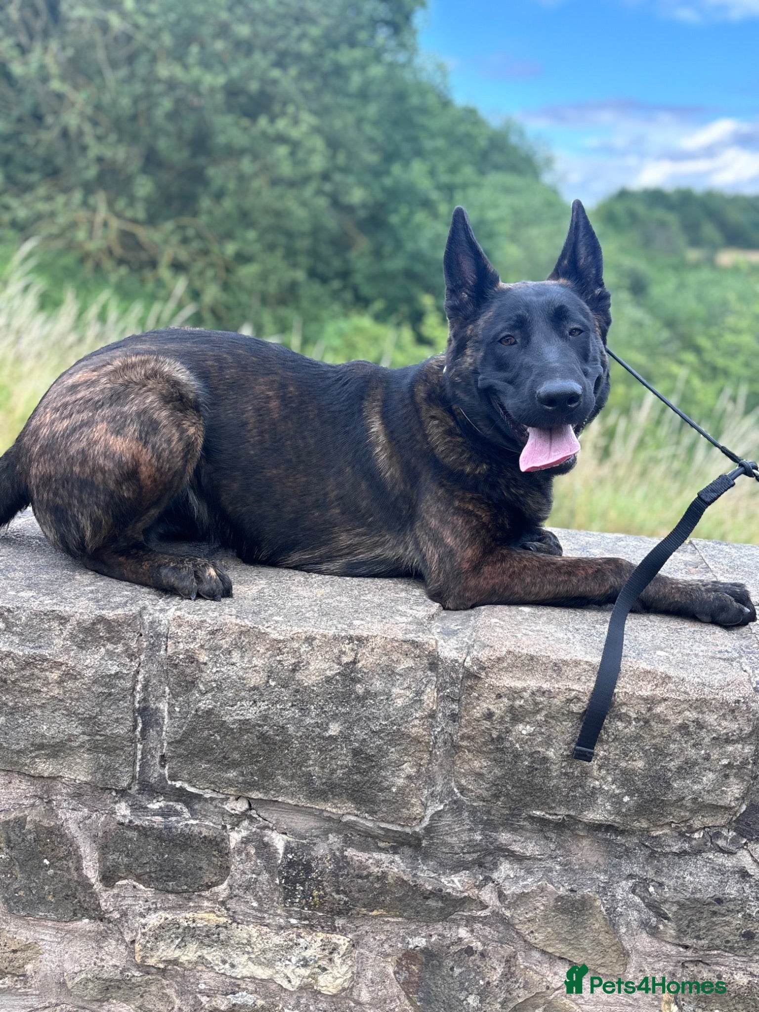Belgian Shepherd Dog dogs Beautiful Dutch shepherd  - Advert 13