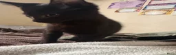 Mixed Breed cats for sale: Little ones are looking for loving home - Advert 32