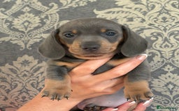 Miniature Dachshund dogs for sale: KC Registered Miniature Dachshund Puppies For Sale - Image 1