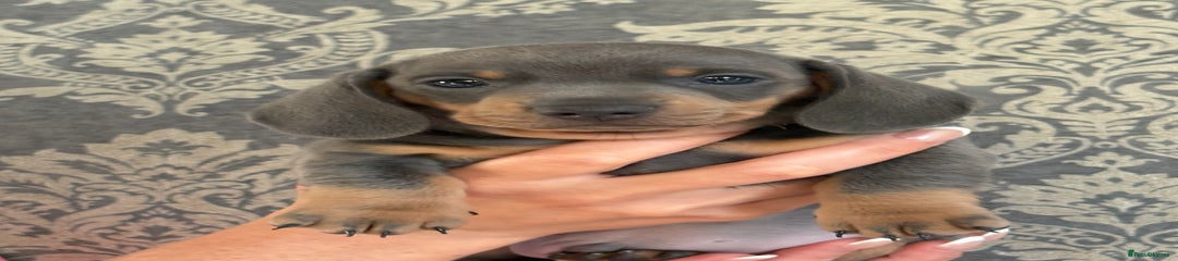 Miniature Dachshund Puppy 2