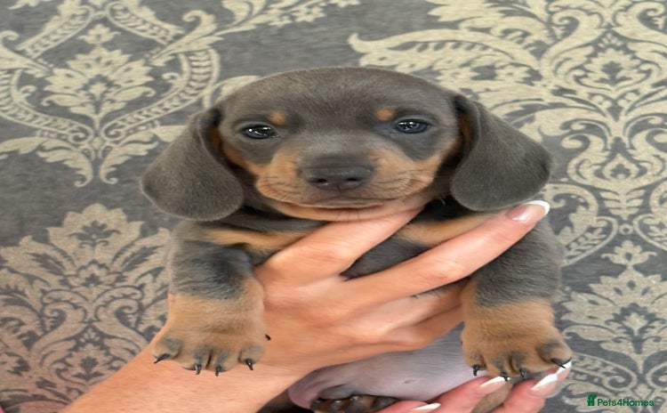 Miniature Dachshund dogs - Advert 3