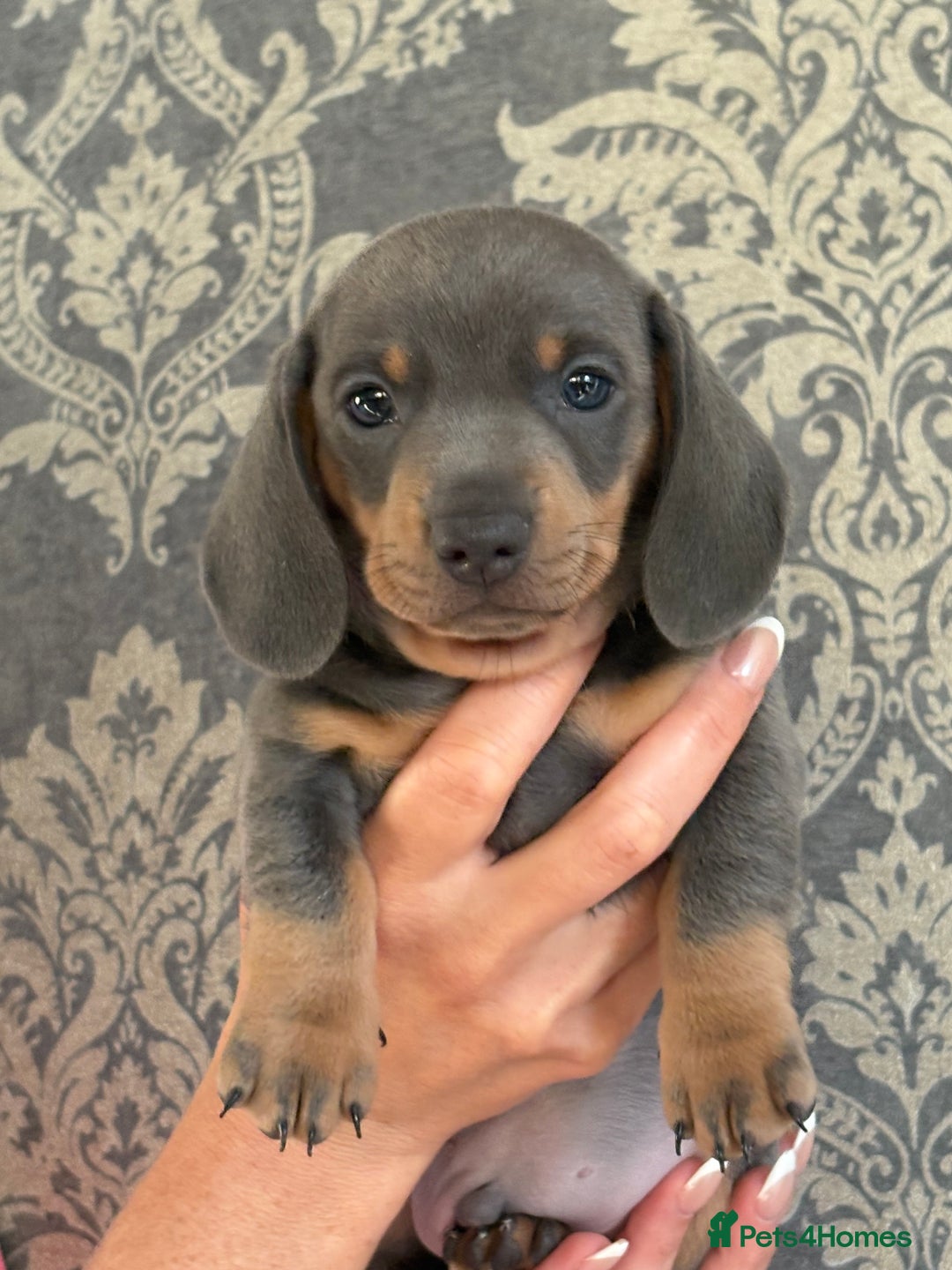 Miniature Dachshund dogs for sale: KC Registered Miniature Dachshund Puppies For Sale - Image 1
