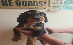 Cocker Spaniel dogs for sale: KC REGISTERED COCKER SPANIEL WORKING LINE PUPS  - Image 23