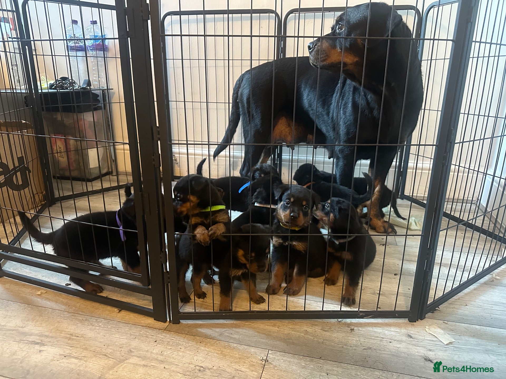 Rottweiler dogs 10 Rottweilers 6 boys 4 girls  - Advert 1