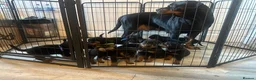Rottweiler dogs for sale: 10 Rottweilers 6 boys 4 girls  - Advert 1
