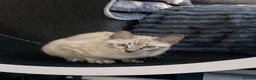 Bengal cats for sale: Snow boy now available  - Advert 4