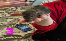 Rat rodents for sale: 9 beautiful girls - Image 8