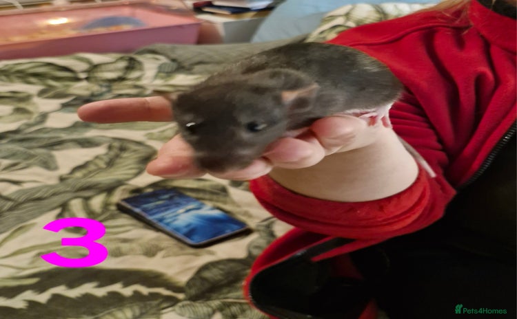 Rat rodents - Advert 15