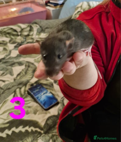 Rat rodents - Advert 15