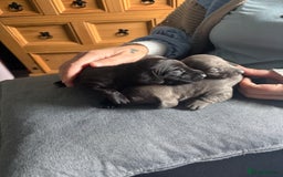 Dachshund dogs for sale: Miniature Dachshund  - Image 4