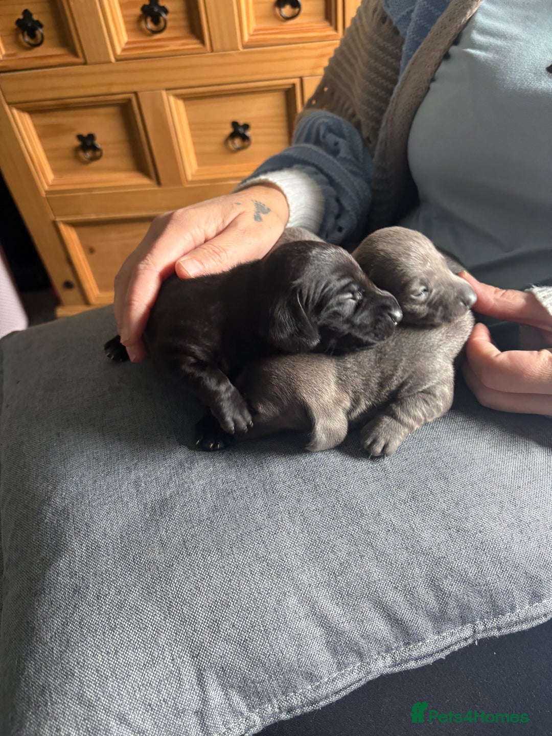 Dachshund dogs for sale: Miniature Dachshund  - Image 4