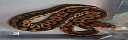 Python Snake reptiles for sale: Hatchling Royal Python's Females  - Advert 4