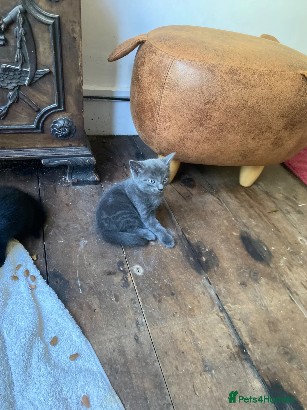 Mixed Breed cats for sale: Gorgeous Silver and Black Tabbies Ready Now.  - Advert 1