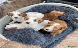 Australian Labradoodle dogs for sale: Genuine 100% Australian Labradoodle Puppies - Image 8