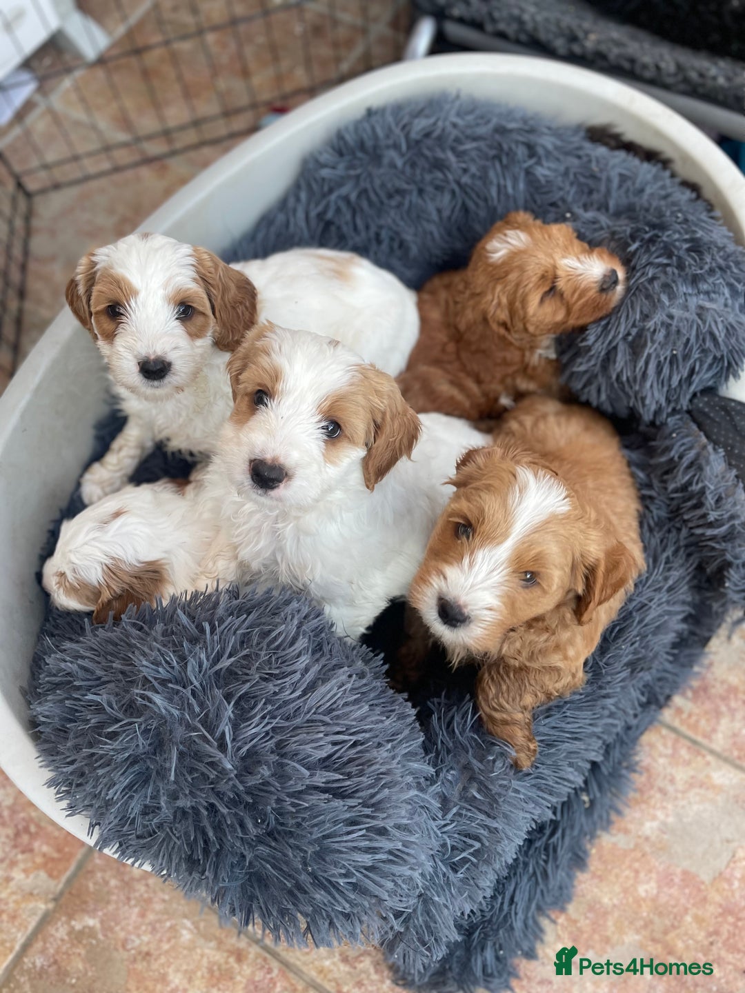 Australian Labradoodle dogs for sale: Genuine 100% Australian Labradoodle Puppies - Image 8