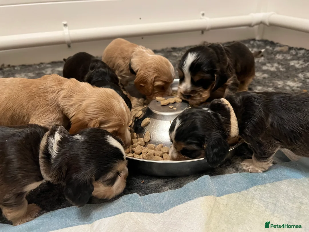 Cocker Spaniel dogs for sale: Exceptional Health Tested Show Cocker Spaniel - Advert 15