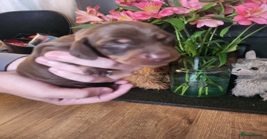 Miniature Dachshund dogs - Advert 14