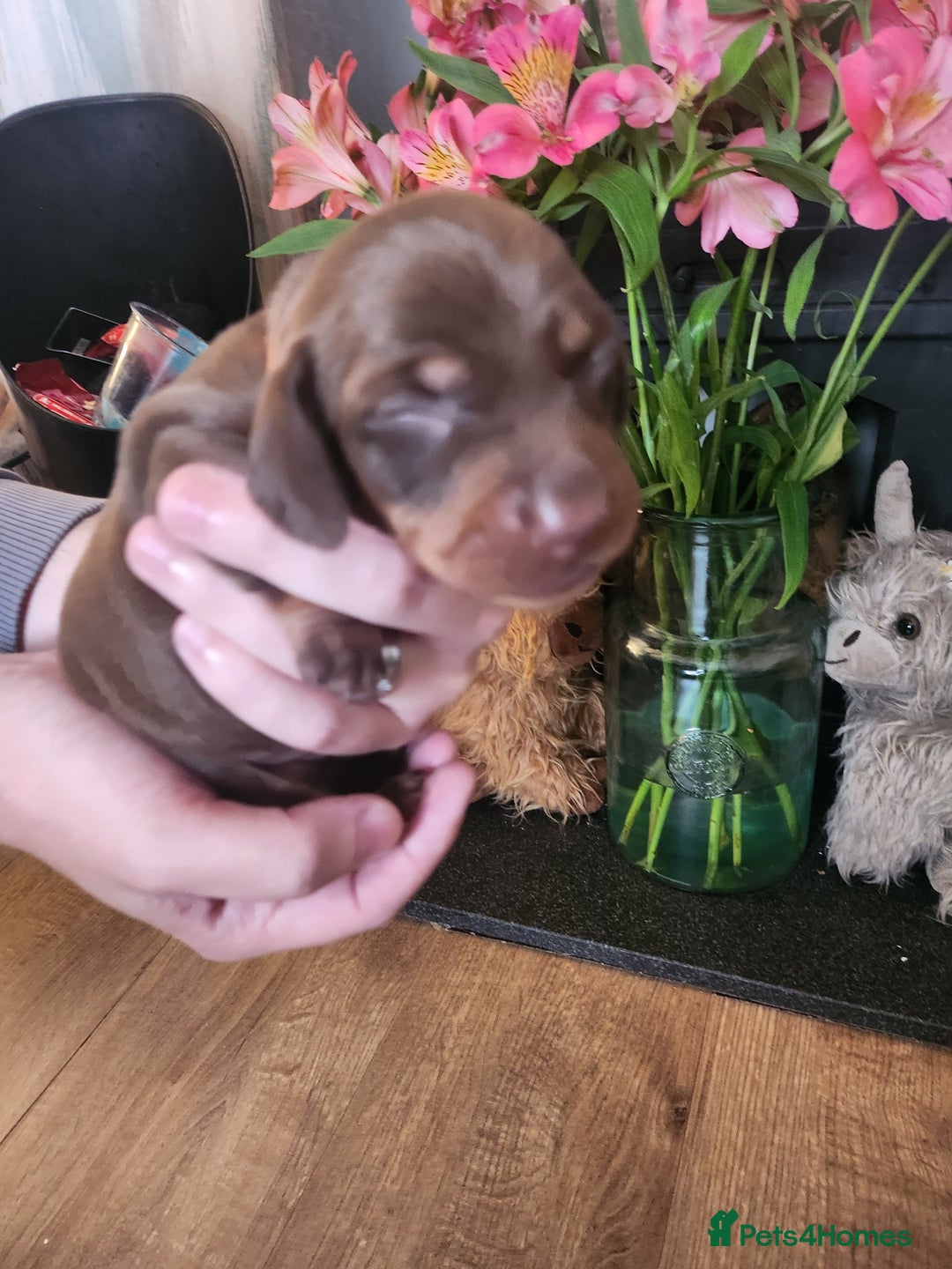 Miniature Dachshund dogs for sale: Chocolate and Tan mini dachshund  - Image 6