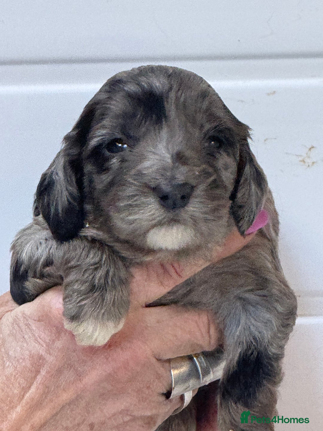 Cockapoo dogs for sale: Stunning F1B Cockapoos  - Advert 11