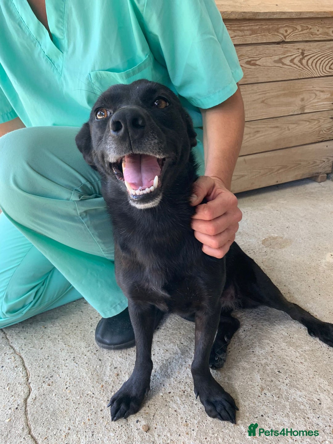 Mixed Breed dogs for adoption: Madison, 2 yrs approx. Available for adoption.. - Image 15